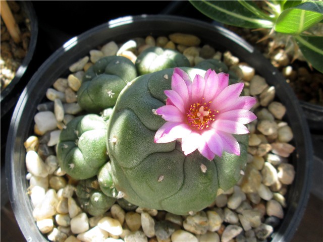 Lophophora jourdaniana 